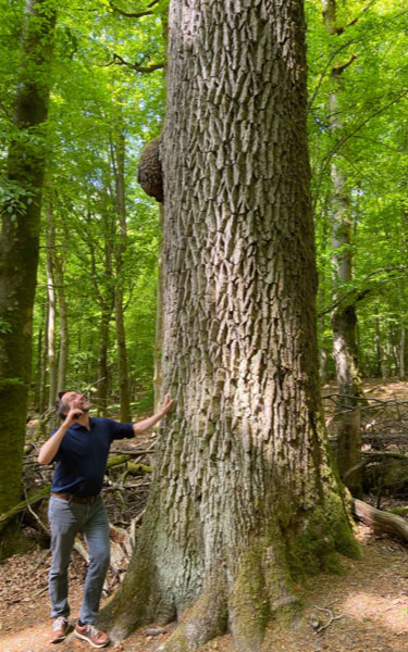Mann steht neben großem Baum und zeigt nach oben | Massivholzplatten | Burger Holzzentrum